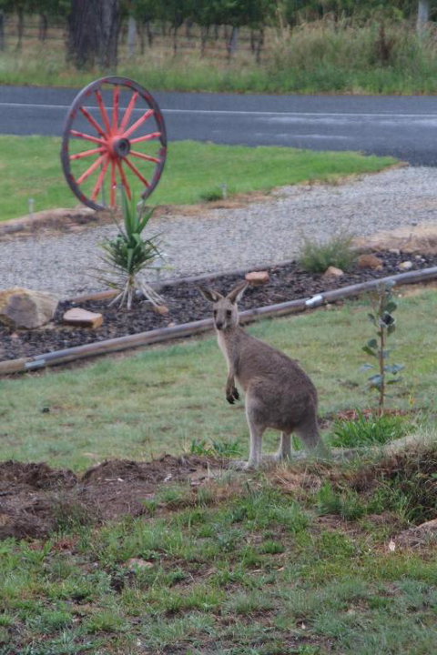 Namar Yurt - Lennox Head Accommodation 1
