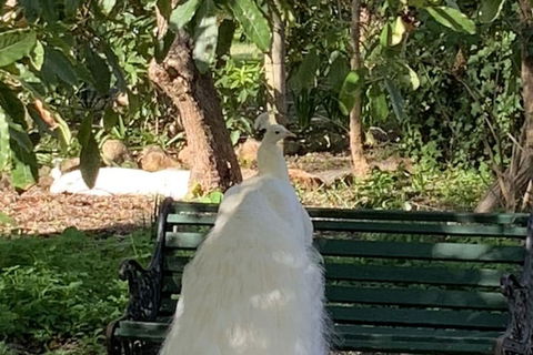 Bungala House 1856 - Lennox Head Accommodation 4