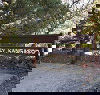 Grey Kangaroo- On Lake Jindabyne foreshore - Lennox Head Accommodation