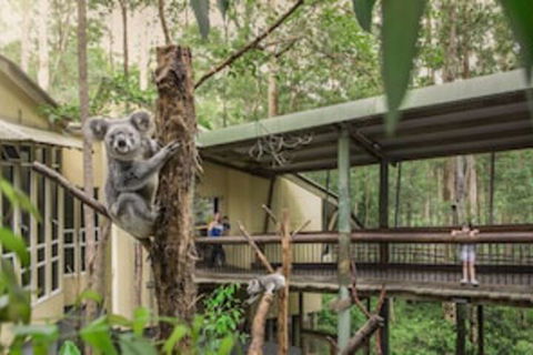 Springwood Meditation Vacation Center - Lennox Head Accommodation 0