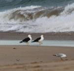 Baillieu Breeze - Lennox Head Accommodation