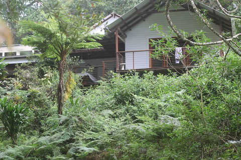Peaceful Rainforest Wildlife Retreat - Lennox Head Accommodation 5
