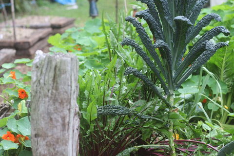 Peaceful Rainforest Wildlife Retreat - Lennox Head Accommodation 2