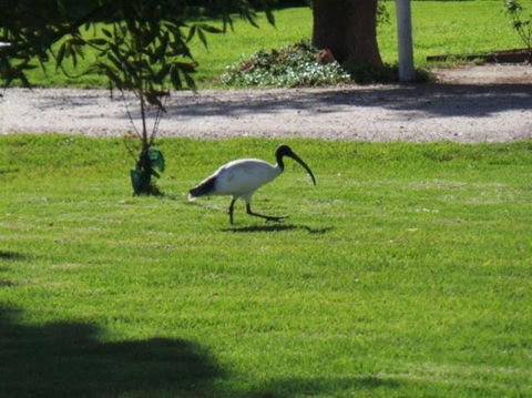 Kerang Cabins - Lennox Head Accommodation 1