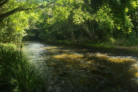 Cairns Homestead Acreage Pet & Family Friendly - Lennox Head Accommodation 2