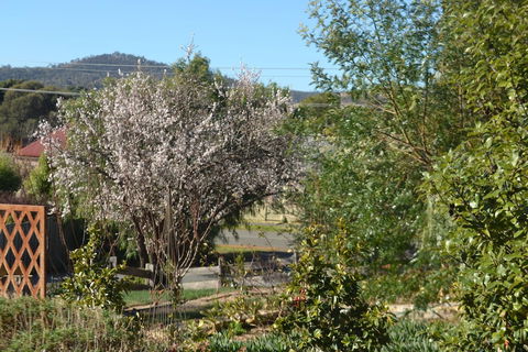Mulberry Cottage B&B - Lennox Head Accommodation 3