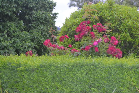 Mulberry Cottage B&B - Lennox Head Accommodation 1