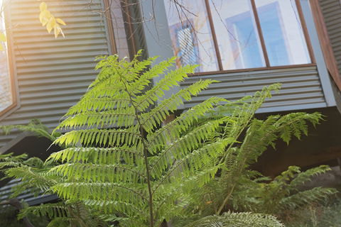 Cladich Pavilions - Lennox Head Accommodation 1