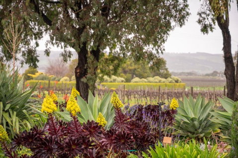 Linger Longer Vineyard Bed & Breakfast - Lennox Head Accommodation 2