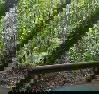 Daintree Crocodylus - Lennox Head Accommodation