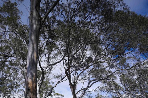 Rocky Hills Retreat - Lennox Head Accommodation 7