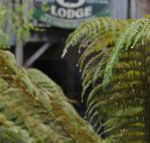 The Wombat Cottage - Lennox Head Accommodation
