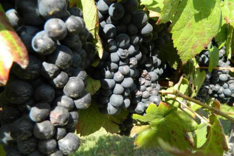 Haig Avenue - Lennox Head Accommodation 3