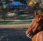 Historic Oak Hill House Estate Truffle Gourmet Festival Region - Lennox Head Accommodation