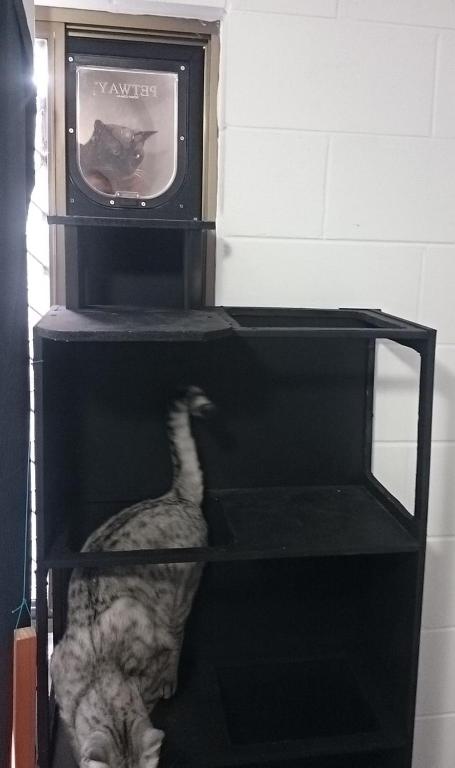 2 29 Rumbalara Avenue Rainbow Beach Bring Your Dog Or Your Cat Or Bring Both Free Wi Fi - Lennox Head Accommodation 1