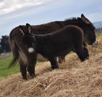 Malakai Farm Stay - Lennox Head Accommodation