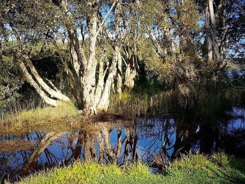 Wisteria Cottage On The Lagoon / Beach - Lennox Head Accommodation 4