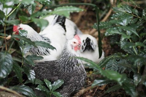 Maviss Cabins At Mt. Warning - Lennox Head Accommodation 3