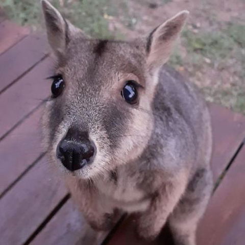 Camp Kanga - Lennox Head Accommodation 6