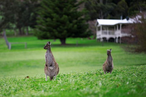 Barn Hives Yallingup - Lennox Head Accommodation 4