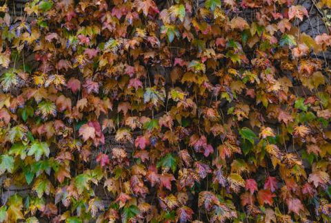 Killiorra - Lennox Head Accommodation 1