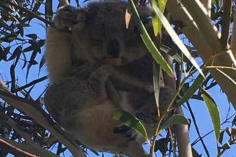 The Vibe Sandy Point - Lennox Head Accommodation 6