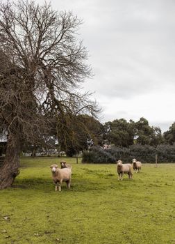 Davidsons Cottage - Lennox Head Accommodation 1