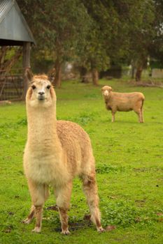 Davidsons Cottage - Lennox Head Accommodation 2