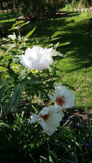 Wisteria Lodge - Lennox Head Accommodation 3