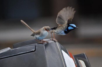 Edgewater Motel Ulladulla - Lennox Head Accommodation 1