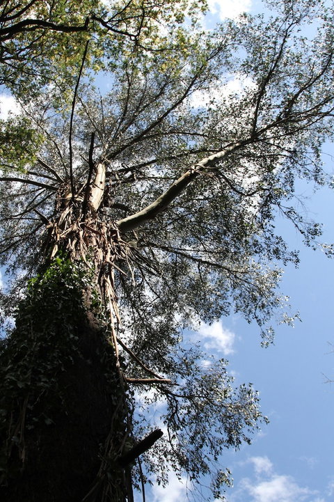 Gatehouse Cottage At Merrow Cottages - Mt Dandenong - Lennox Head Accommodation 4