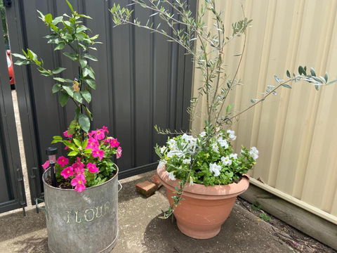 Bendigo Backpackers - Lennox Head Accommodation 2