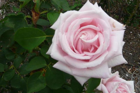Granite Gardens Cottages & Lake Retreat - Lennox Head Accommodation 2