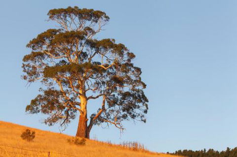 2 Dukes Daylesford - Lennox Head Accommodation 5