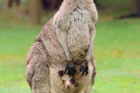 Halls Gap Lakeside Tourist Park - Lennox Head Accommodation 1