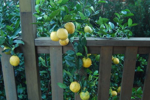 Highclaire House Bed & Breakfast - Lennox Head Accommodation 4