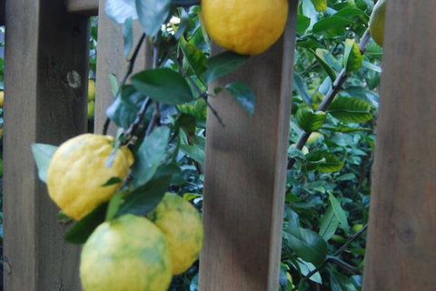 Highclaire House Bed & Breakfast - Lennox Head Accommodation 1