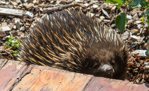 Flowerdale Estate - Lennox Head Accommodation 3
