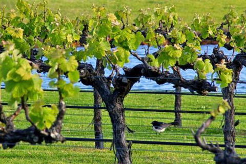 Toby Inlet Bed & Breakfast - Lennox Head Accommodation 7