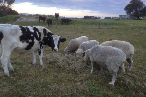 Prom Coast Holiday Lodge - Lennox Head Accommodation 2