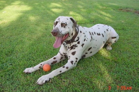 Tropical Coast Retreat - Lennox Head Accommodation 3