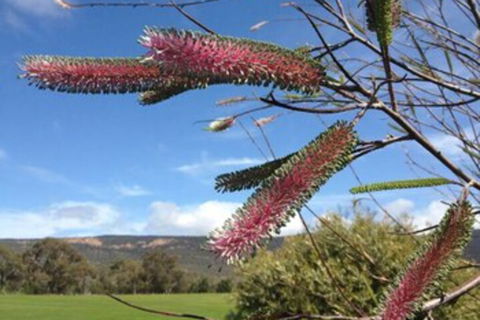 Blaze Rock Retreat - Lennox Head Accommodation 3