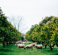 Cambray Cheese Farm Shop - Lennox Head Accommodation