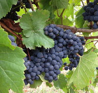 Marcus Hill Vineyard - Lennox Head Accommodation