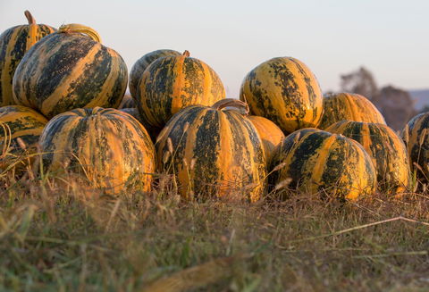 Australian Pumpkin Seed Company - Lennox Head Accommodation 0