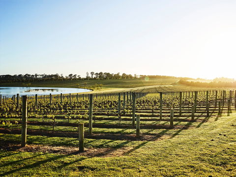 Wine Terrace And Cellar Door At Pt Leo Estate - Lennox Head Accommodation 0