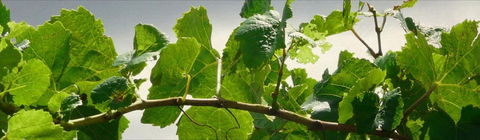 Angullong Cellar Door - Lennox Head Accommodation 2