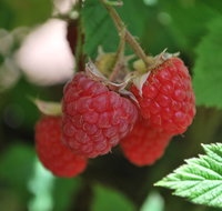 Westerway Raspberry Farm - Lennox Head Accommodation