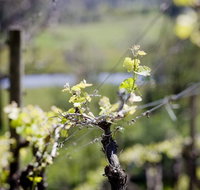 Barrgowan Vineyard - Lennox Head Accommodation
