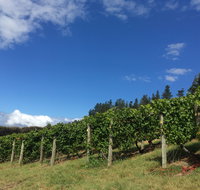 Freycinet Vineyard - Lennox Head Accommodation